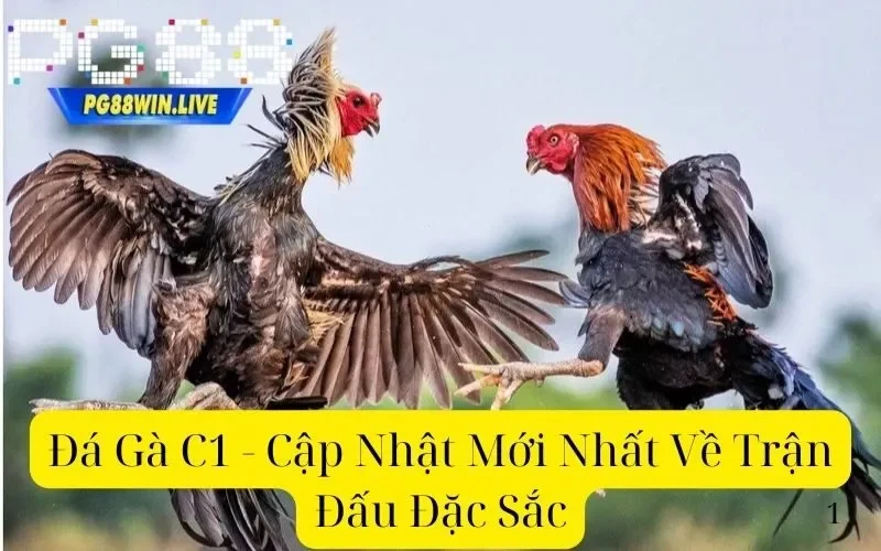 Đá Gà C1 - Cập Nhật Mới Nhất Về Trận Đấu Đặc Sắc